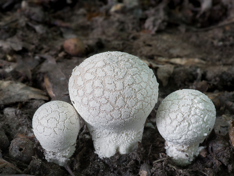 Lycoperdon mammiforme